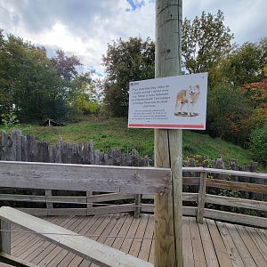Ecomuseum Zoo - Gray wolf