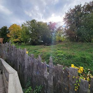Ecomuseum Zoo - Gray wolf