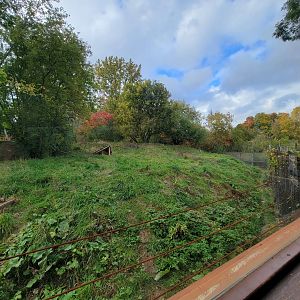Ecomuseum Zoo - Gray wolf