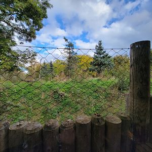 Ecomuseum Zoo - Arctic foxes from gray wolf platform