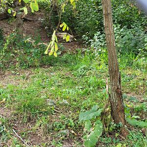 Ecomuseum Zoo - Gray wolf