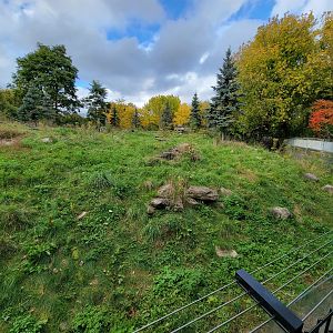 Ecomuseum Zoo - Arctic fox