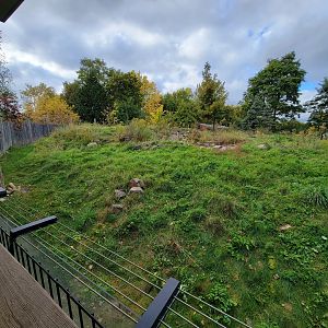 Ecomuseum Zoo - Arctic fox