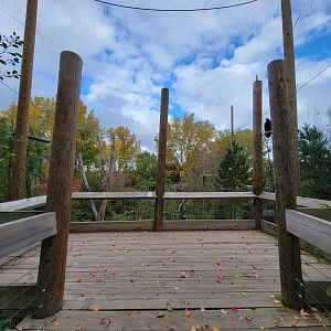 Ecomuseum Zoo - Golden and bald eagles