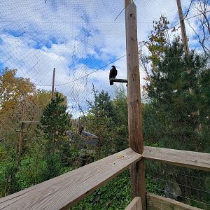 Ecomuseum Zoo - Golden and bald eagles