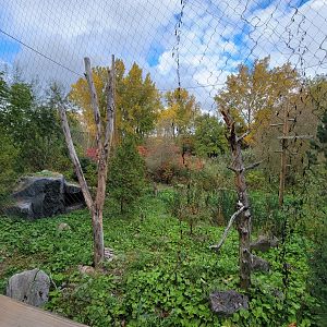 Ecomuseum Zoo - Golden and bald eagles