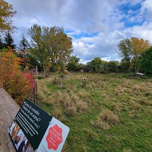 Ecomuseum Zoo - Whitetail deer