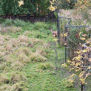 Ecomuseum Zoo - Whitetail deer