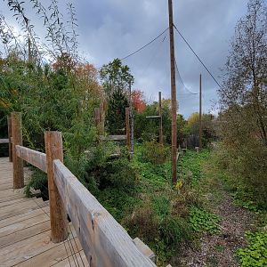 Ecomuseum Zoo - Golden and bald eagles