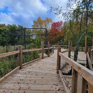 Ecomuseum Zoo - Red-tailed hawk