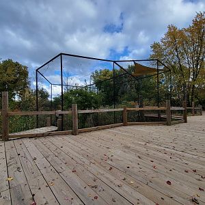 Ecomuseum Zoo - Red-tailed hawk