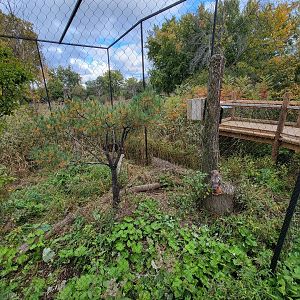 Ecomuseum Zoo - Red-tailed hawk