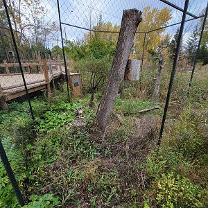 Ecomuseum Zoo - Red-tailed hawk