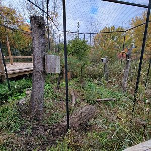 Ecomuseum Zoo - Red-tailed hawk