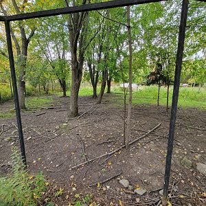 Ecomuseum Zoo - Whitetail deer