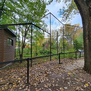 Ecomuseum Zoo - Rough-legged hawk