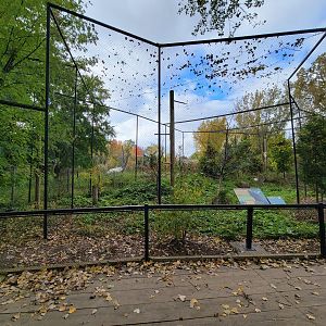 Ecomuseum Zoo - Rough-legged hawk