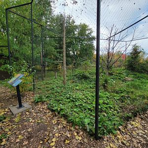 Ecomuseum Zoo - Rough-legged hawk