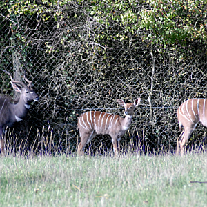 A family of Lesser Kudu - Marwell Zoological Park 2022