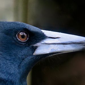 Australian Magpie (Gymnorhina tibicen)