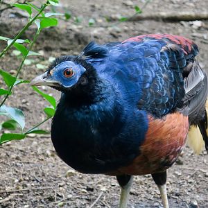 Lesser Bornean Crested Fireback (Lophura ignita ignita)