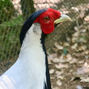 Berlioz's Silver Pheasant (Lophura nycthemera berliozi)