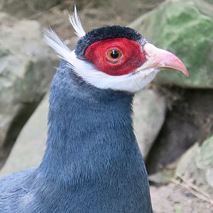 Blue Eared-Pheasant (Crossoptilon auritum)