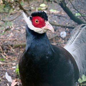 Brown Eared-Pheasant (Crossoptilon mantchuricum)