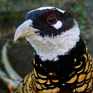Reeves' Pheasant (Syrmaticus reevesii)