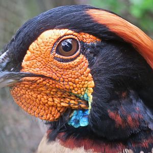 Cabot's Tragopan (Tragopan caboti)