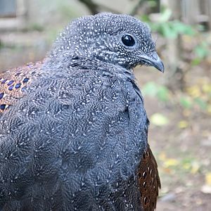 Mountain Peacock-Pheasant (Polyplectron inopinatum)