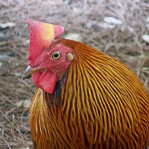 Sri Lankan Junglefowl (Gallus lafayettii)