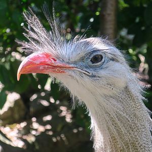Red-Legged Seriema (Cariama cristata)