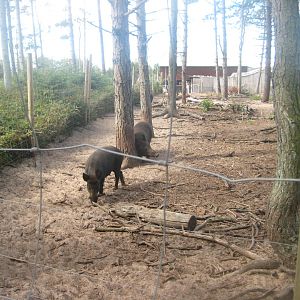 Fun-Park - Boar exhibit
