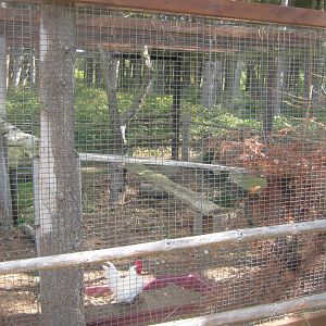 Fun-Park - Domestic chicken exhibit