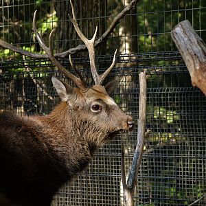 North Honshu Sika Deer (Cervus nippon aplodontus)