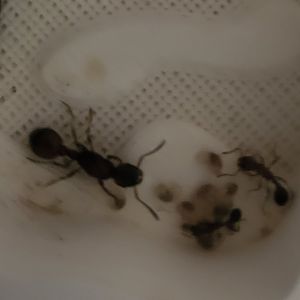 Mountain sting ants - Manica rubida