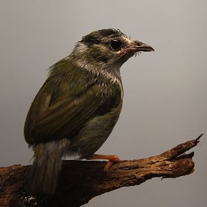 White-bearded manakin