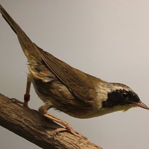 Common yellowthroat