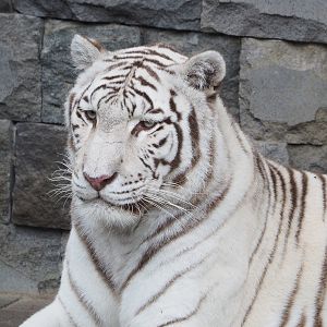 White tiger (Panthera tigris), 2022-09-14