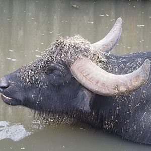 Domestic water buffalo (Bubalus bubalis), 2022-09-14