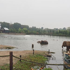 Lake with bathing Asian elephants, 2022-09-14