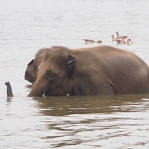 Asian elephant (Elephas maximus) bathing in lake, 2022-09-14
