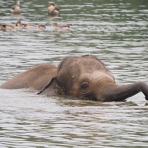 Asian elephant (Elephas maximus) bathing in lake, 2022-09-14