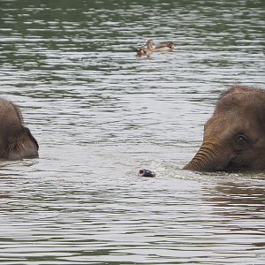 Asian elephant (Elephas maximus) bathing in lake, 2022-09-14