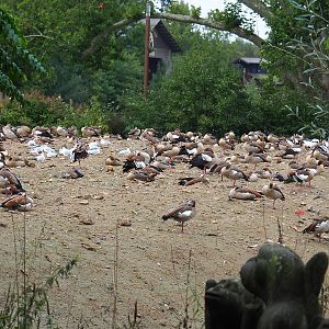 Island covered in geese and gulls, 2022-09-15
