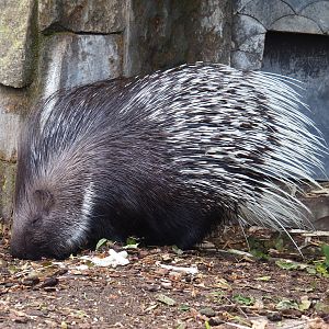 Indian crested porcupine (Hystrix indica), 2022-09-15