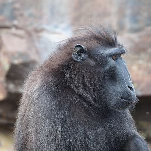 Sulawesi black crested macaque (Macaca nigra), 2022-09-15
