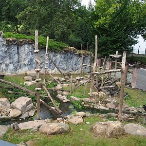 Sulawesi black crested macaque exhibit, 2022-09-15