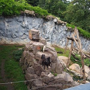 Sulawesi black crested macaque exhibit, 2022-09-15